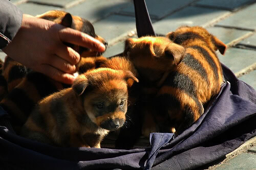 Dog breeds with dark stripe down back deals